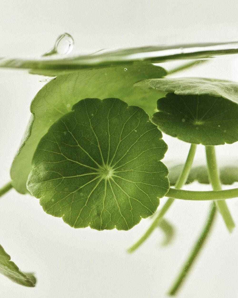 Beauty of Joseon Centella Asiatica beruhigende Tuchmaske, 10 Stück, feuchtigkeitsspendende Gesichtsmasken für empfindliche Haut